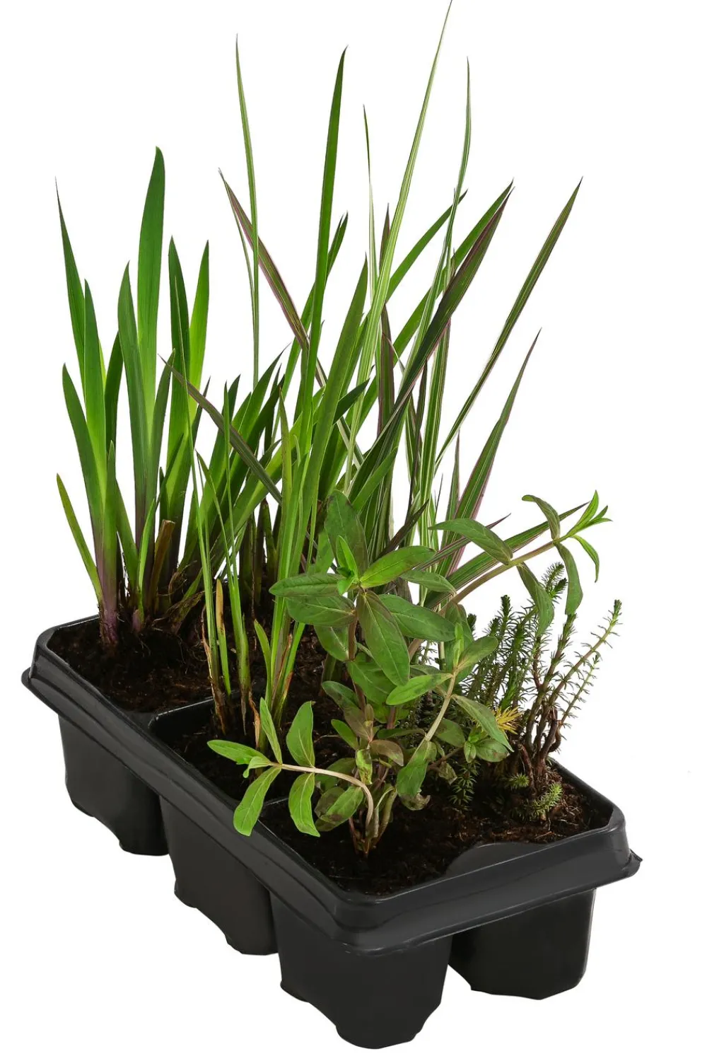Dehner Aqua Gartenteich·TeichPflanzen|Teichpflanzen - Wasserpflanzen-Set Blütenparadies, verschiedene Sorten, 6-teilig Grün
