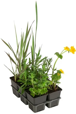 Dehner Aqua Gartenteich·TeichPflanzen|Teichpflanzen > Wasserpflanzen-Set Libelle, verschiedene Sorten, 6-teilig