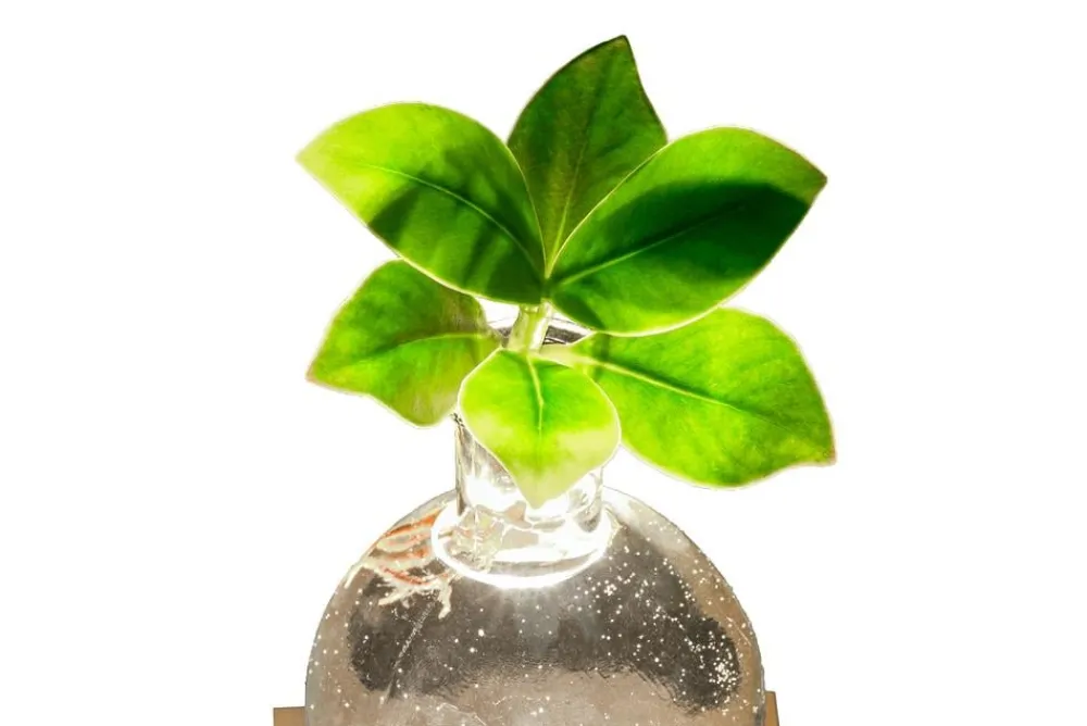 Dehner Waterplant Balsamapfel im Kugelglas - Clusia rosea 'Princess', mit LED Grün Sale