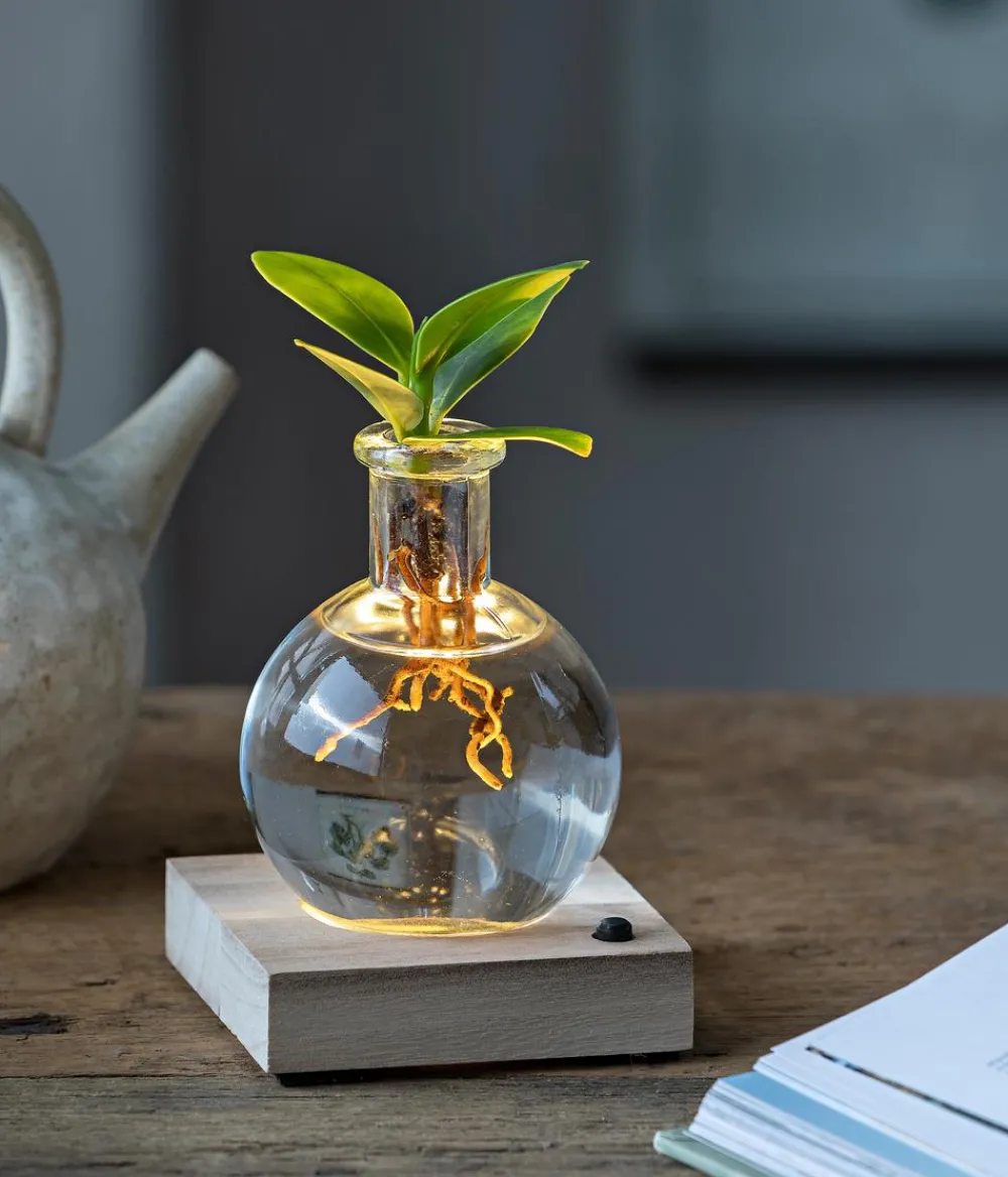 Dehner Waterplant Balsamapfel im Kugelglas - Clusia rosea 'Princess', mit LED Grün Sale