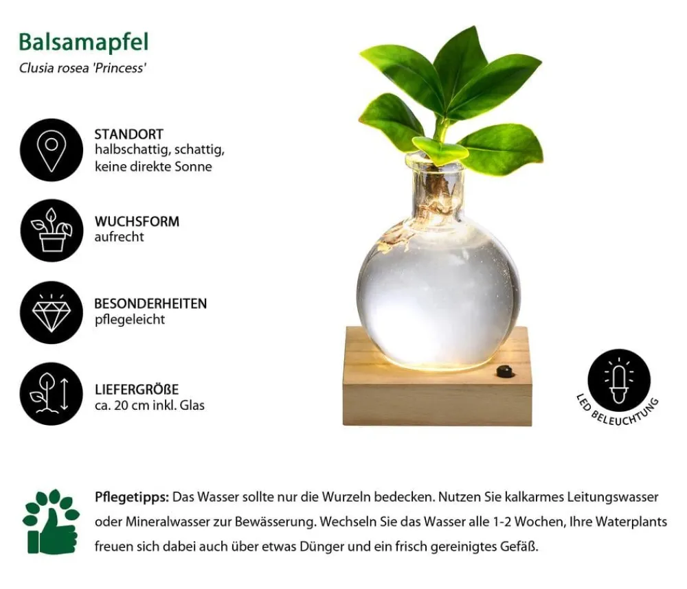 Dehner Waterplant Balsamapfel im Kugelglas - Clusia rosea 'Princess', mit LED Grün Sale