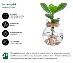 Dehner Waterplant Balsamapfel im Kugelglas - Clusia rosea 'Princess', ca. 30 cm Grün Sale