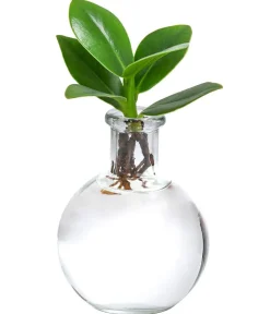 Dehner Zimmerpflanzen Mit Übertopf|Grünpflanzen - Waterplant Balsamapfel im Kugelglas - Clusia rosea 'Princess', ca. 15 cm Grün