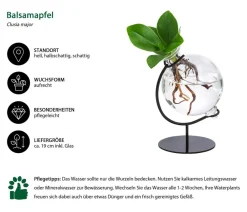 Dehner Grünpflanzen|Waterplants & Flaschengärten > Waterplant Balsamapfel Victoria im Kugelglas - Clusia major