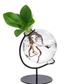 Dehner Grünpflanzen|Waterplants & Flaschengärten > Waterplant Balsamapfel Victoria im Kugelglas - Clusia major