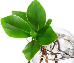Dehner Grünpflanzen|Waterplants & Flaschengärten > Waterplant Balsamapfel Victoria im Kugelglas - Clusia major