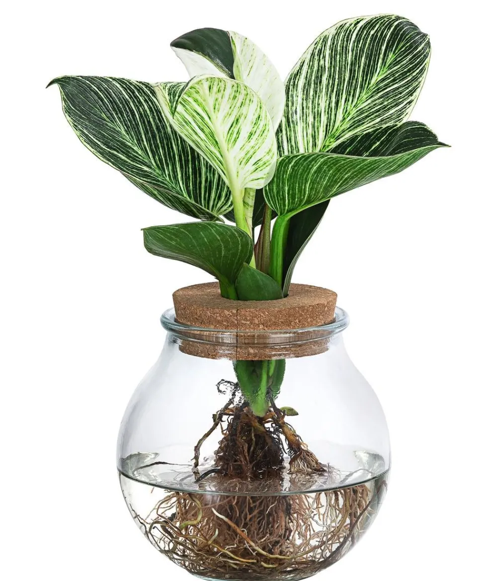 Dehner Grünpflanzen|Waterplants & Flaschengärten - Waterplant Baumfreund im Kugelglas - Philodendron 'White Wave'