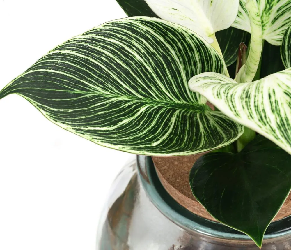 Dehner Grünpflanzen|Waterplants & Flaschengärten - Waterplant Baumfreund im Kugelglas - Philodendron 'White Wave'