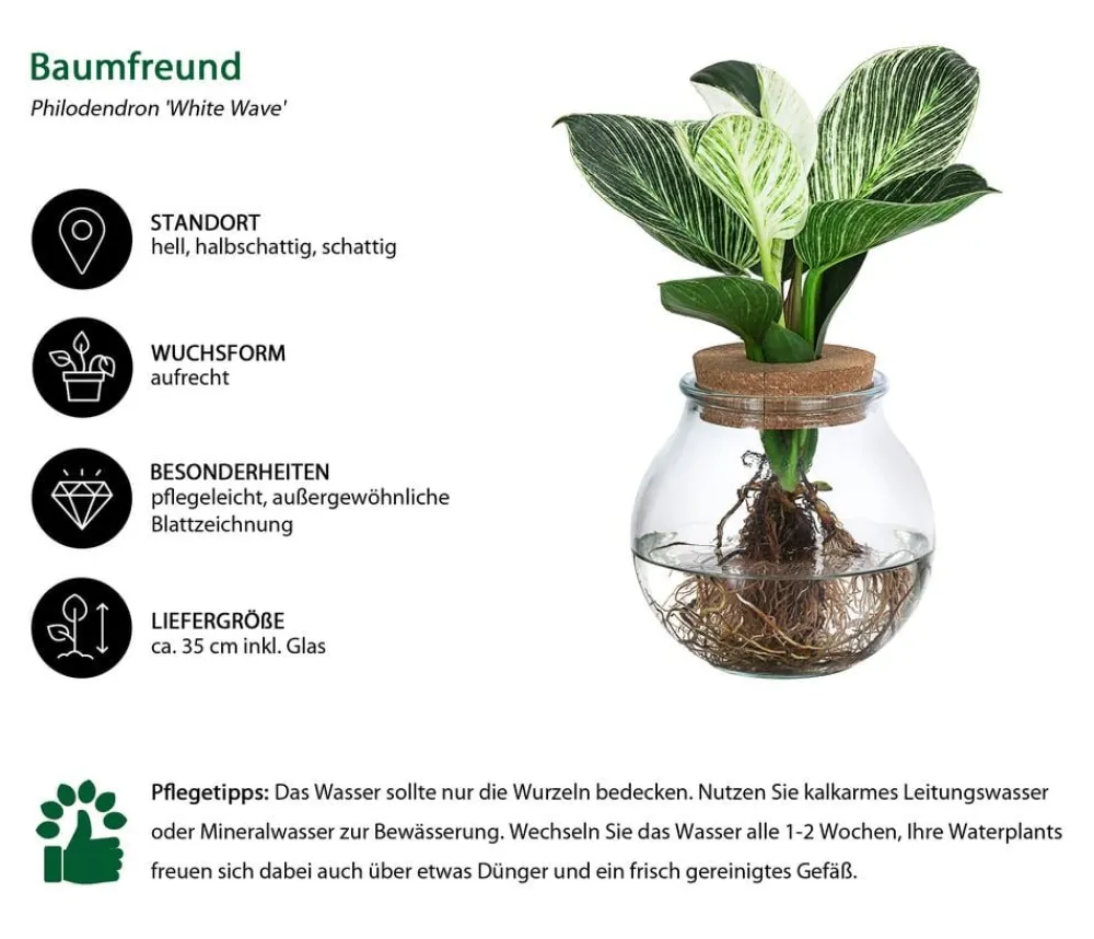 Dehner Grünpflanzen|Waterplants & Flaschengärten - Waterplant Baumfreund im Kugelglas - Philodendron 'White Wave'