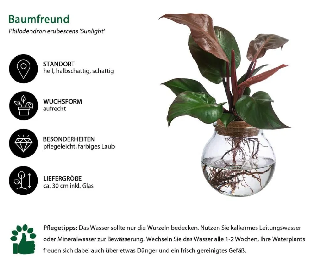 Dehner Waterplants & Flaschengärten - Waterplant Baumfreund im Kugelglas - Philodendron erubescens 'Sunlight', ca. 30 cm