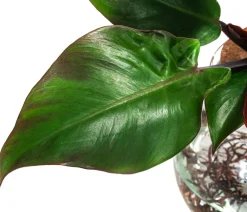 Dehner Waterplants & Flaschengärten - Waterplant Baumfreund im Kugelglas - Philodendron erubescens 'Sunlight', ca. 30 cm