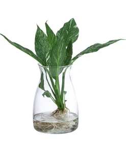 Dehner Waterplants & Flaschengärten - Waterplant Einblatt im Glas, Spathiphyllum variegata 'Diamond', ca. 30 cm