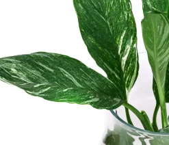 Dehner Waterplants & Flaschengärten - Waterplant Einblatt im Glas, Spathiphyllum variegata 'Diamond', ca. 30 cm