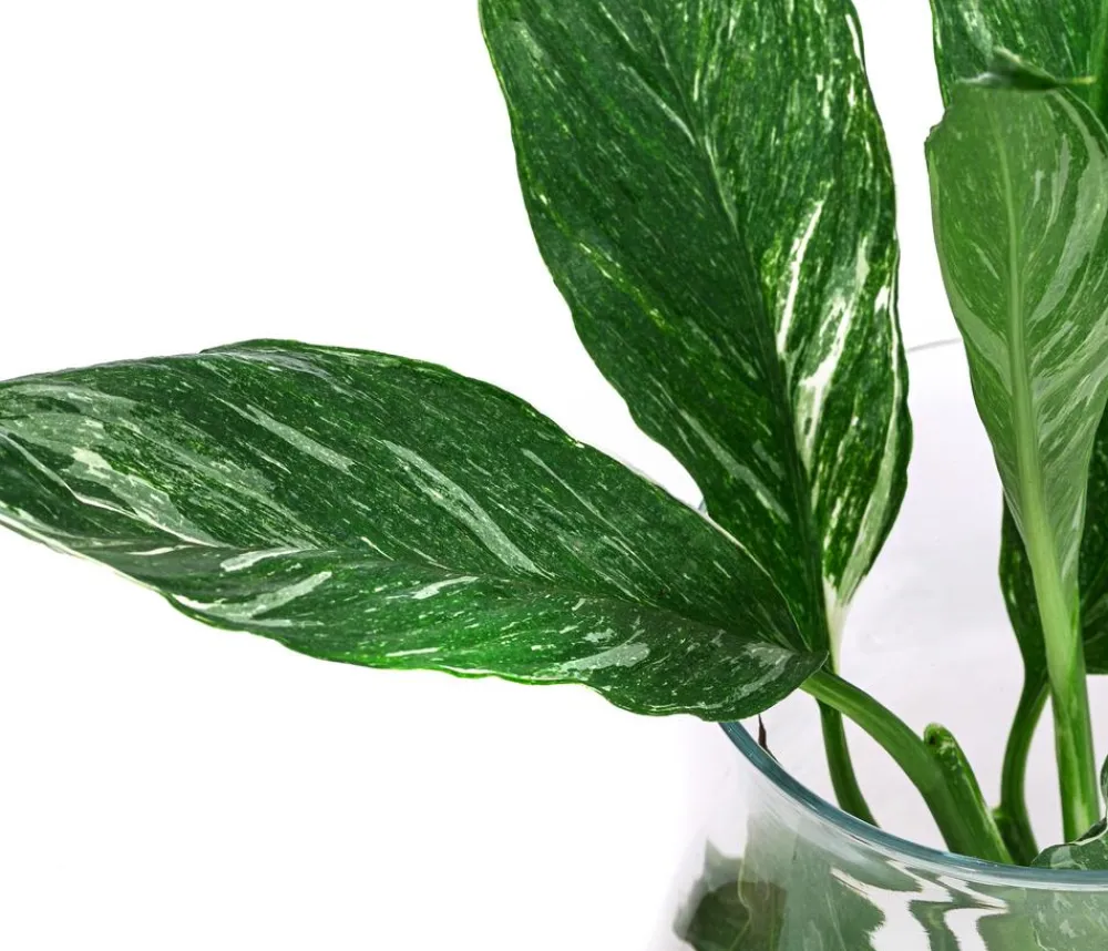 Dehner Waterplants & Flaschengärten - Waterplant Einblatt im Glas, Spathiphyllum variegata 'Diamond', ca. 30 cm