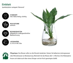 Dehner Waterplants & Flaschengärten - Waterplant Einblatt im Glas, Spathiphyllum variegata 'Diamond', ca. 30 cm