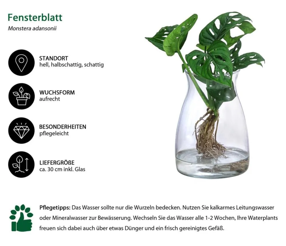 Dehner Waterplant Fensterblatt im Glas - Monstera adansonii, ca. 30 cm Grün Best