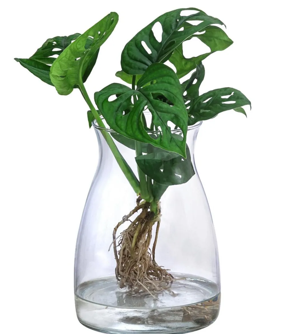 Dehner Waterplant Fensterblatt im Glas - Monstera adansonii, ca. 30 cm Grün Best