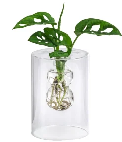 Dehner Grünpflanzen|Waterplants & Flaschengärten - Waterplant Fensterblatt im Glas - Monstera adansonii, ca. 30 cm Grün