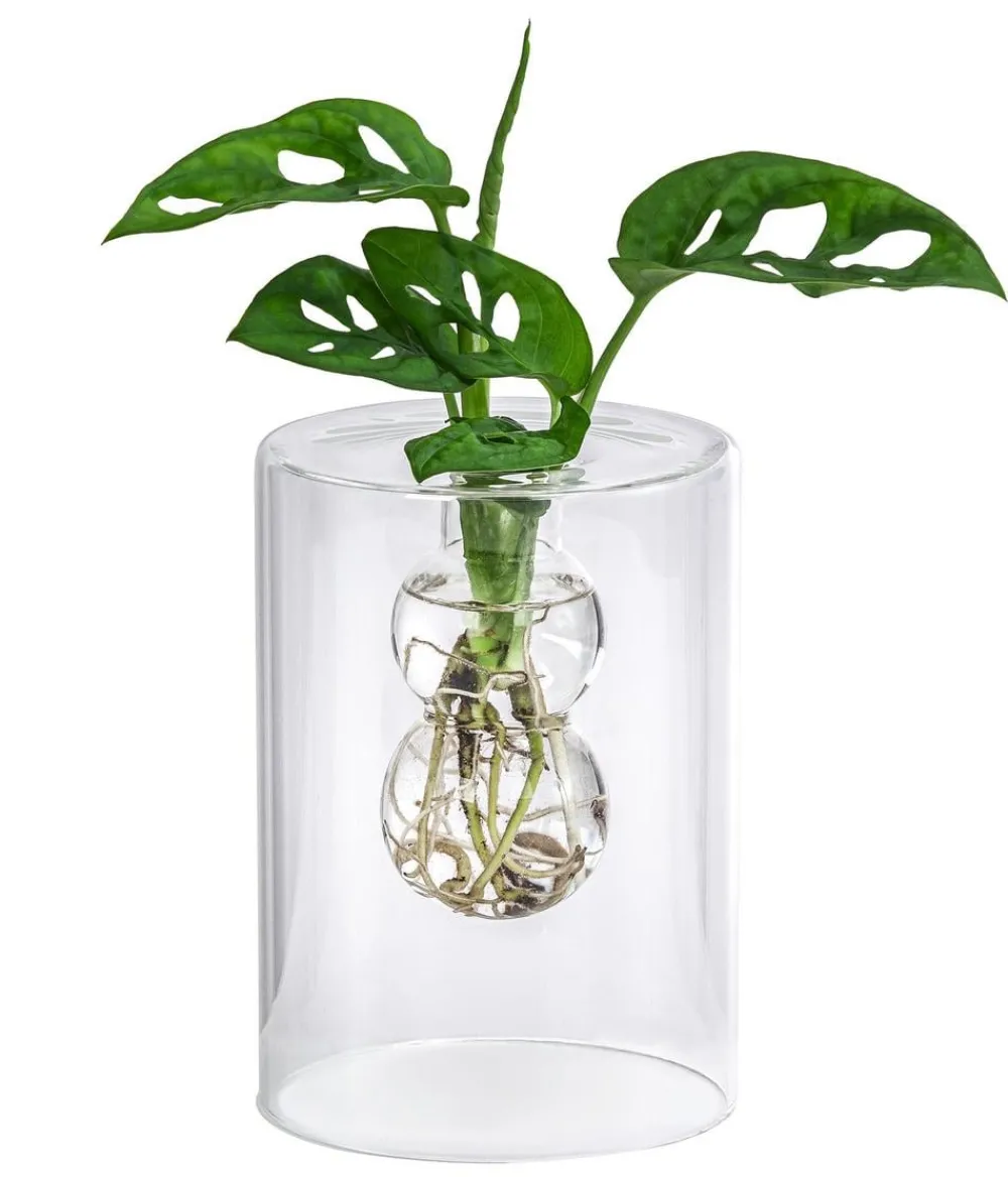 Dehner Grünpflanzen|Waterplants & Flaschengärten - Waterplant Fensterblatt im Glas - Monstera adansonii, ca. 30 cm Grün
