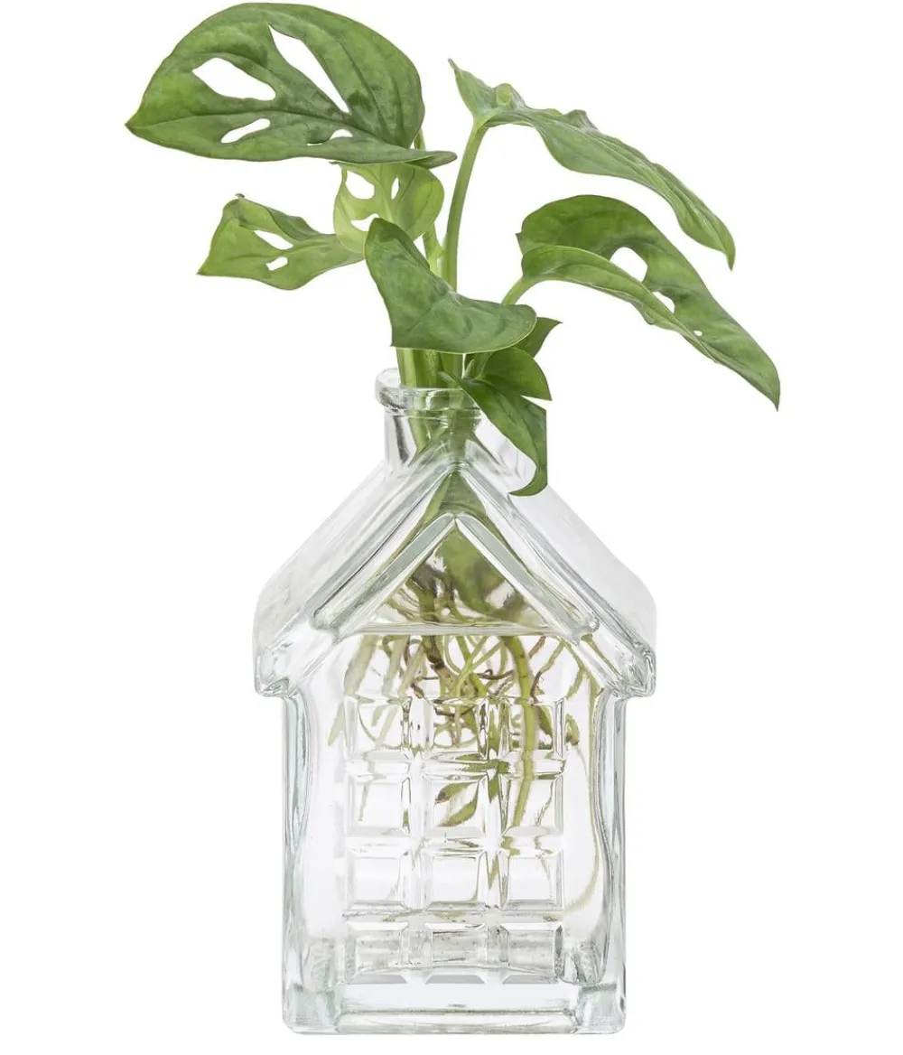 Dehner Raritäten|Grünpflanzen - Waterplant Fensterblatt im Häuschen - Monstera adansonii Grün