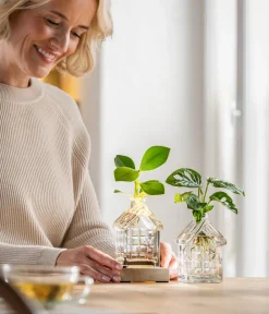 Dehner Raritäten|Grünpflanzen - Waterplant Fensterblatt im Häuschen - Monstera adansonii Grün