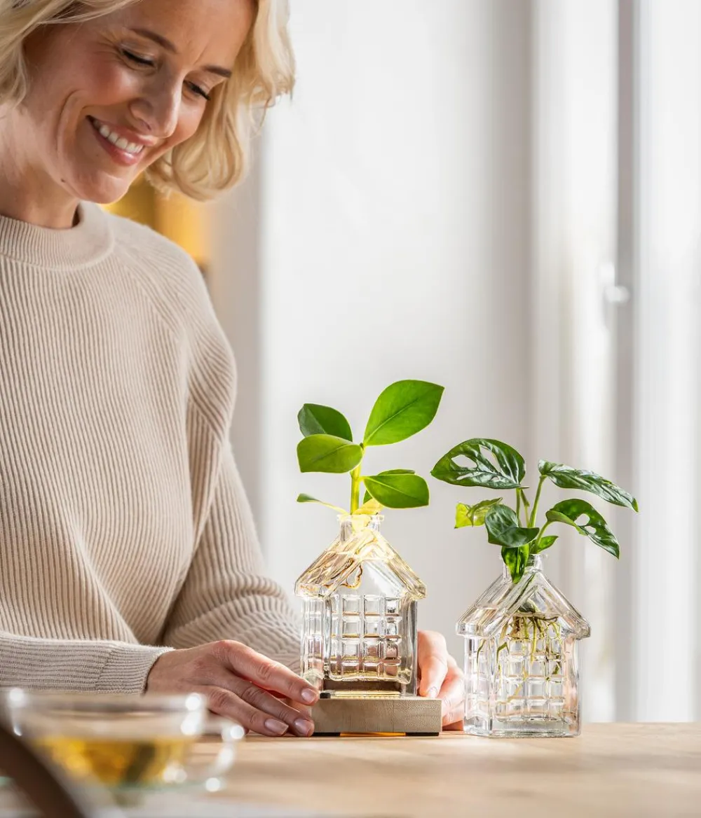 Dehner Raritäten|Grünpflanzen - Waterplant Fensterblatt im Häuschen - Monstera adansonii Grün