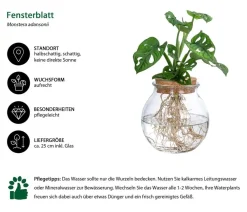 Dehner Zimmerpflanzen Mit Übertopf|Grünpflanzen > Waterplant Fensterblatt im Kugelglas - Monstera adansonii, ca. 25 cm