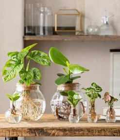 Dehner Zimmerpflanzen Mit Übertopf|Grünpflanzen > Waterplant Fensterblatt im Kugelglas - Monstera adansonii, ca. 25 cm