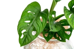Dehner Zimmerpflanzen Mit Übertopf|Grünpflanzen > Waterplant Fensterblatt im Kugelglas - Monstera adansonii, ca. 25 cm