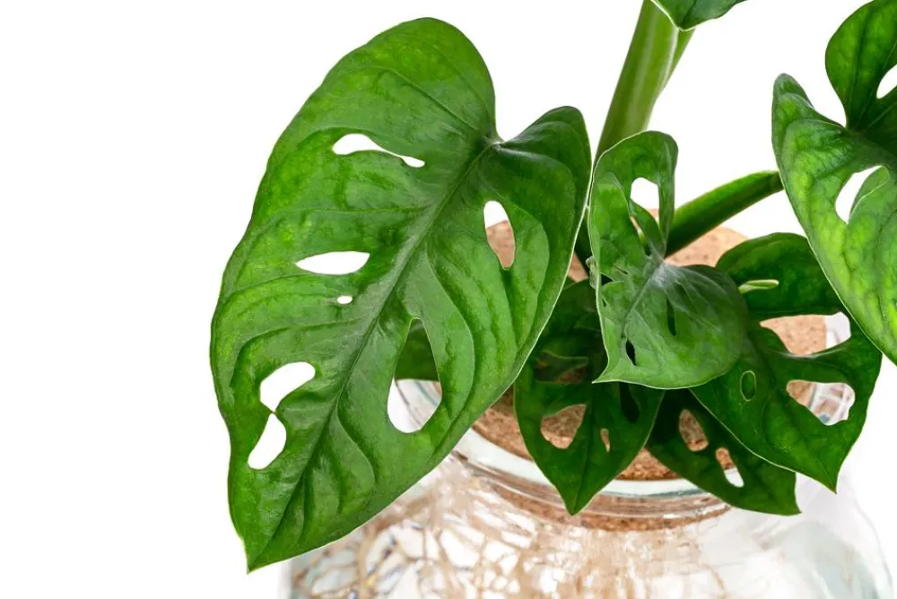 Dehner Zimmerpflanzen Mit Übertopf|Grünpflanzen > Waterplant Fensterblatt im Kugelglas - Monstera adansonii, ca. 25 cm