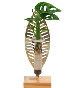 Dehner Zimmerpflanzen Mit Übertopf|Grünpflanzen - Waterplant Fensterblatt Verona im Reagenzglas - Monstera adansonii Grün