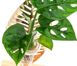 Dehner Zimmerpflanzen Mit Übertopf|Grünpflanzen - Waterplant Fensterblatt Verona im Reagenzglas - Monstera adansonii Grün