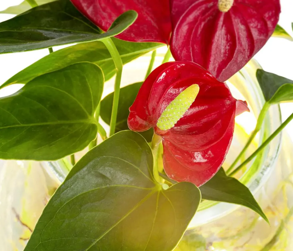 Dehner Waterplant Flamingoblume im Kugelglas - Anthurium 'Red Champion', mit LED Rot Clearance