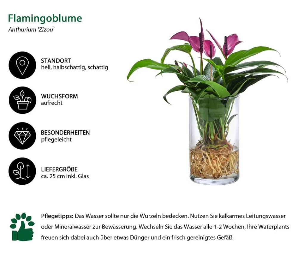 Dehner Waterplants & Flaschengärten > Waterplant Flamingoblume im Glas - Anthurium 'Zizou'