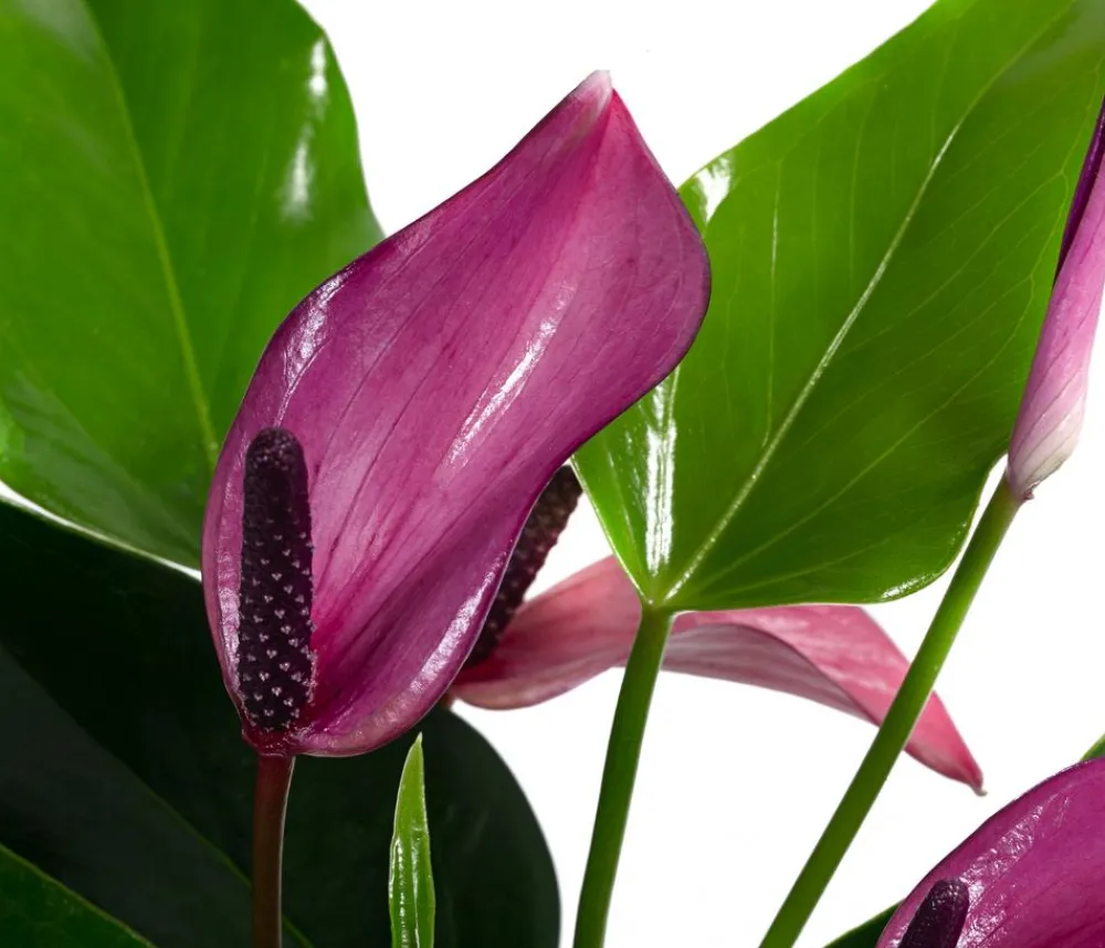 Dehner Waterplants & Flaschengärten > Waterplant Flamingoblume im Glas - Anthurium 'Zizou'