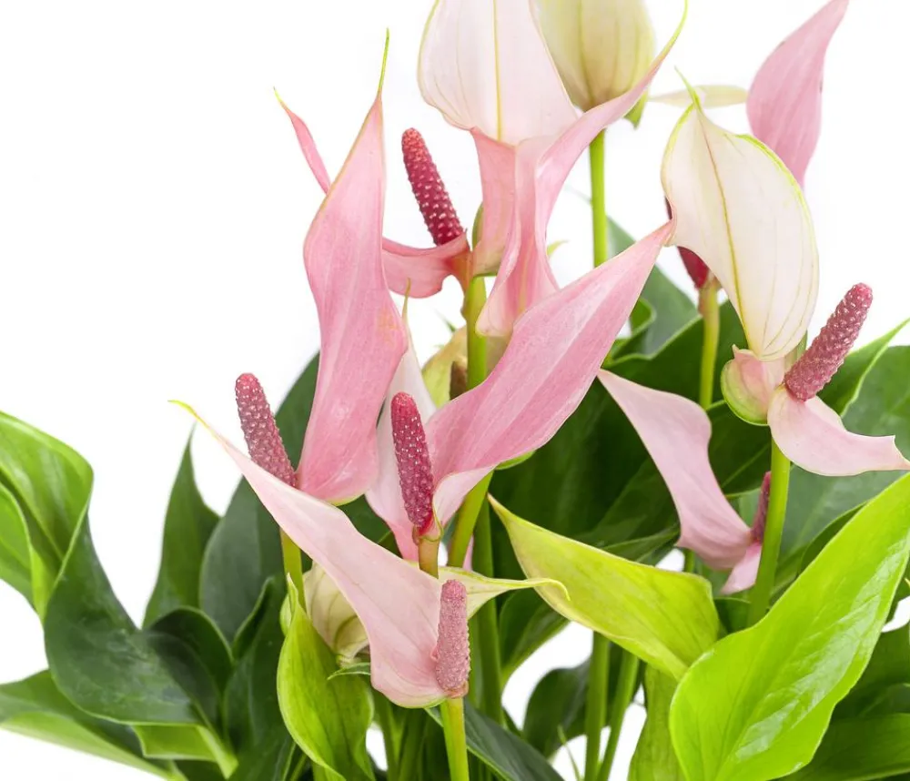 Dehner Waterplants & Flaschengärten > Waterplant Flamingoblume im Glas - Anthurium 'Lilli'