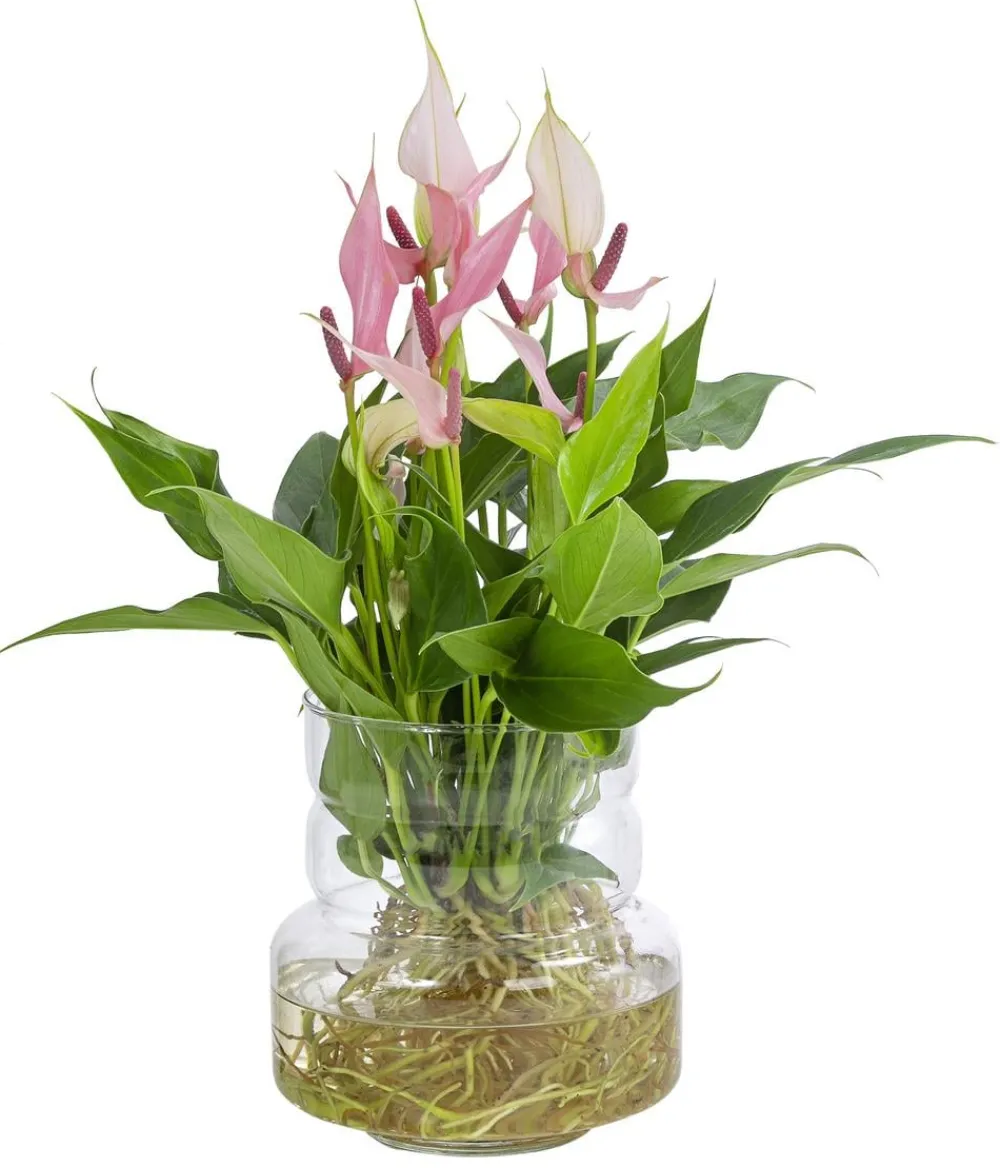 Dehner Waterplants & Flaschengärten > Waterplant Flamingoblume im Glas - Anthurium 'Lilli'