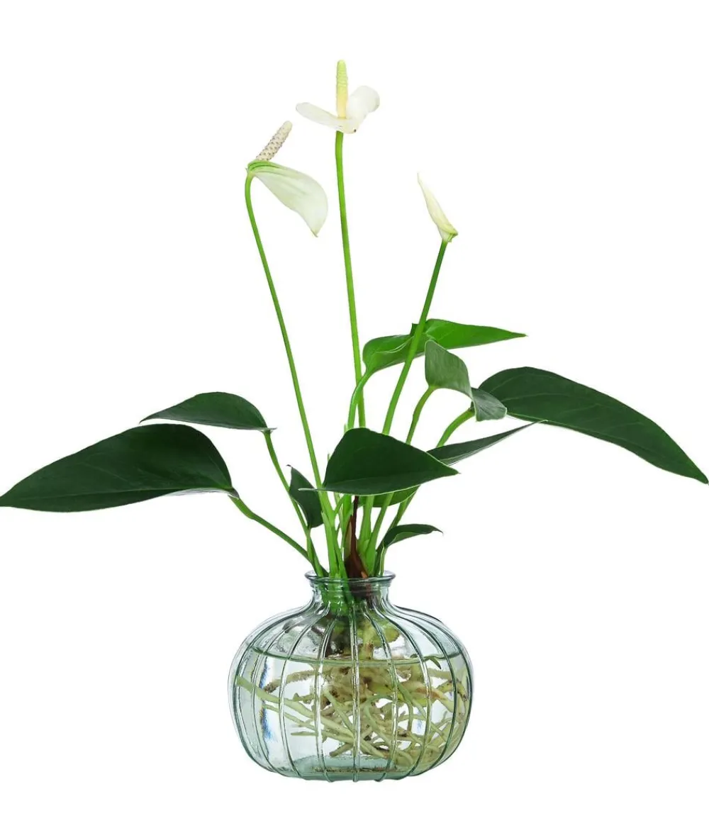 Dehner Waterplants & Flaschengärten > Waterplant Flamingoblume im en Glas - Anthurium 'White Champion'