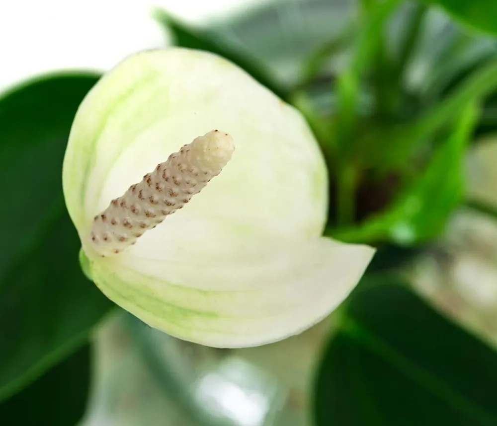 Dehner Waterplants & Flaschengärten > Waterplant Flamingoblume im en Glas - Anthurium 'White Champion'