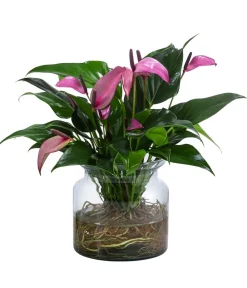 Dehner Waterplant Flamingoblume im Glas - Anthurium 'Zizou' Lila Sale