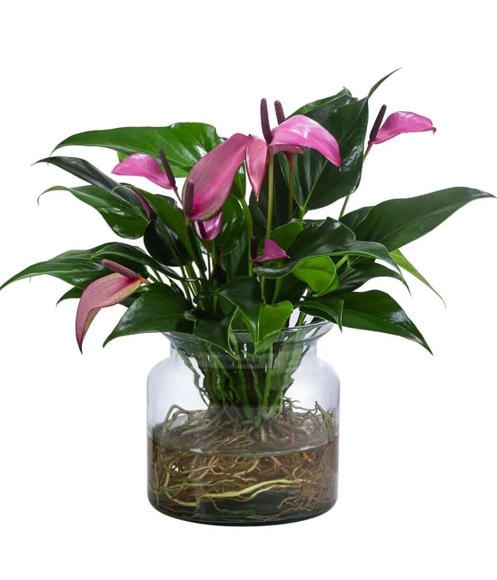 Dehner Waterplant Flamingoblume im Glas - Anthurium 'Zizou' Lila Sale