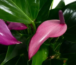Dehner Waterplant Flamingoblume im Glas - Anthurium 'Zizou' Lila Sale