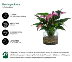 Dehner Waterplant Flamingoblume im Glas - Anthurium 'Zizou' Lila Sale