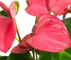 Dehner Waterplant Flamingoblume im Glas - Anthurium ' Champion' Rosa Discount