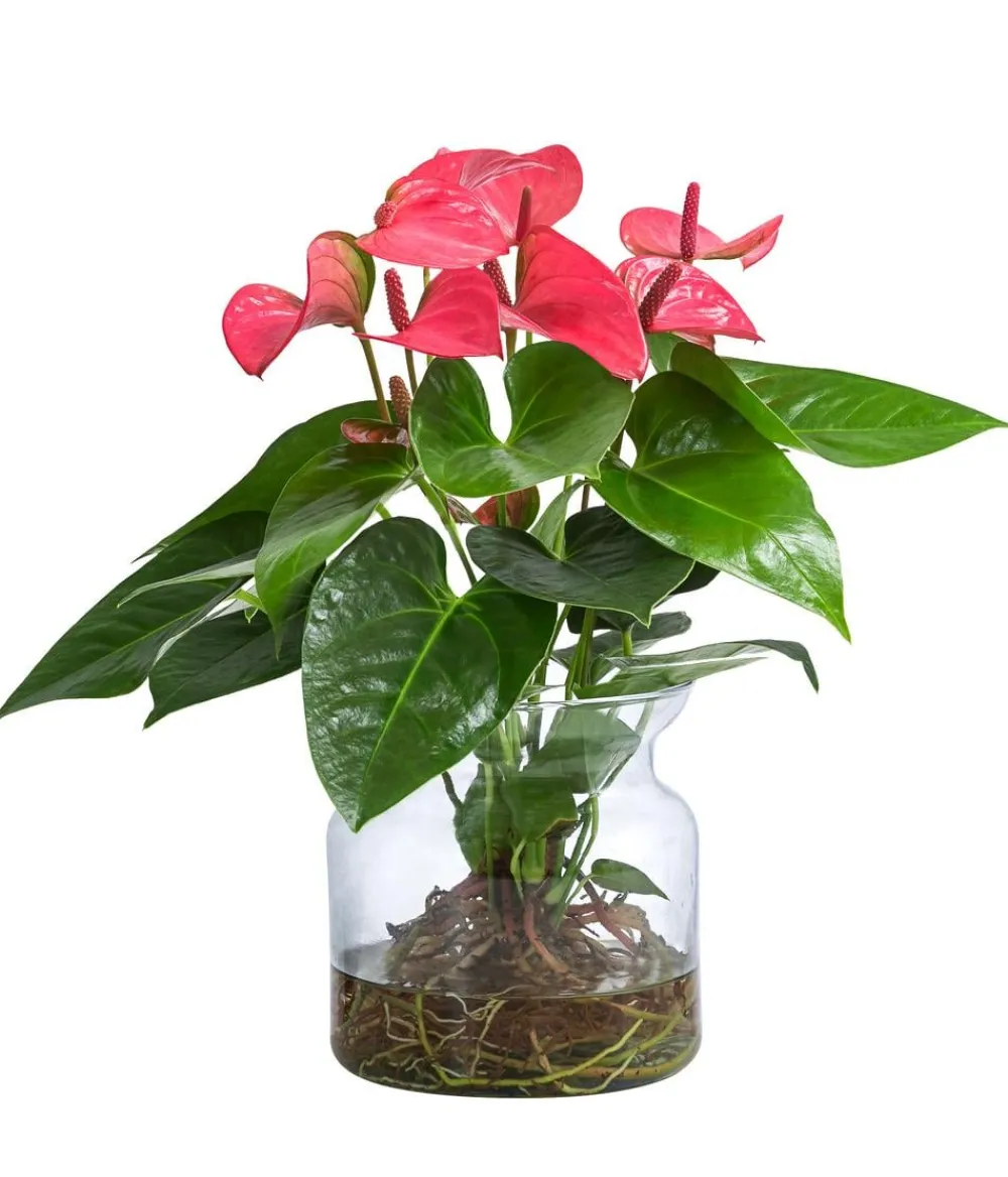 Dehner Waterplant Flamingoblume im Glas - Anthurium ' Champion' Rosa Discount