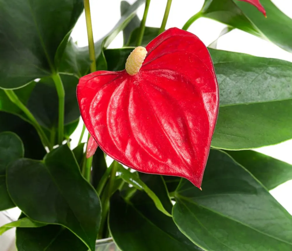 Dehner Waterplants & Flaschengärten - Waterplant Flamingoblume im Glas - Anthurium 'Red Champion' Rot