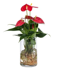 Dehner Waterplants & Flaschengärten - Waterplant Flamingoblume im Glas - Anthurium 'Red Champion' Rot