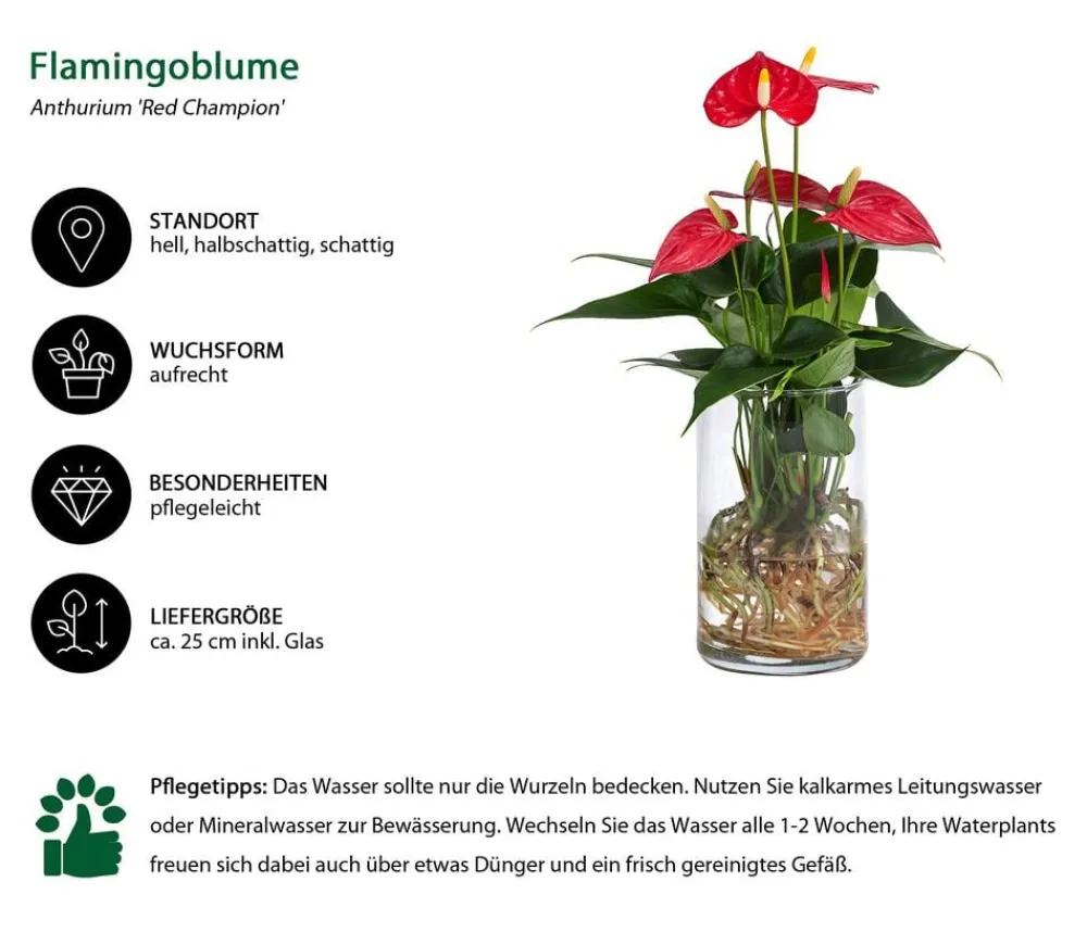 Dehner Waterplants & Flaschengärten - Waterplant Flamingoblume im Glas - Anthurium 'Red Champion' Rot