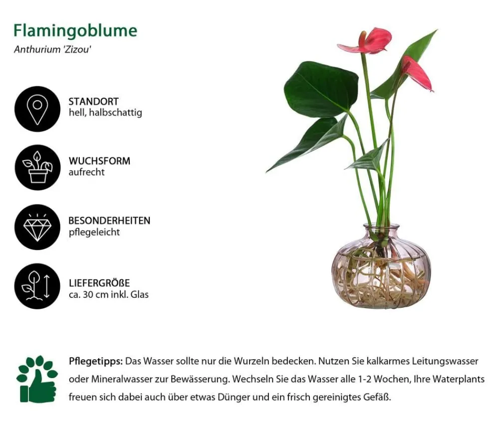 Dehner Waterplants & Flaschengärten - Waterplant Flamingoblume im Glas - Anthurium ' Champion'
