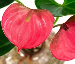 Dehner Waterplants & Flaschengärten - Waterplant Flamingoblume im Glas - Anthurium ' Champion'